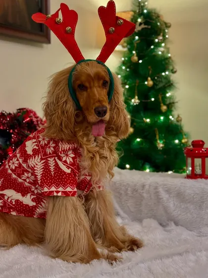 Posto looking festive and handsome in his reindeer sweater and antlers.
