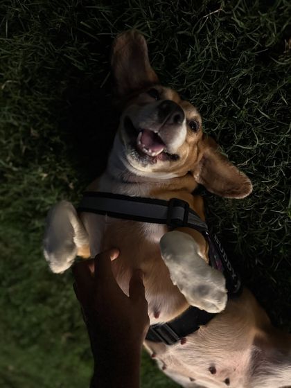 I can never resist a request for belly rubs. It's one of the best parts of my day.