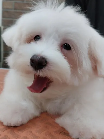 A happy yawn from Teddy on the grooming table. This little Maltese is clearly relaxed and comfortable in the hands of our expert groomers.
