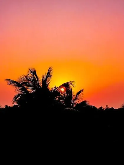 A creative shot where the setting sun, seen through silhouetted palm trees, looks like a glowing orange coconut.