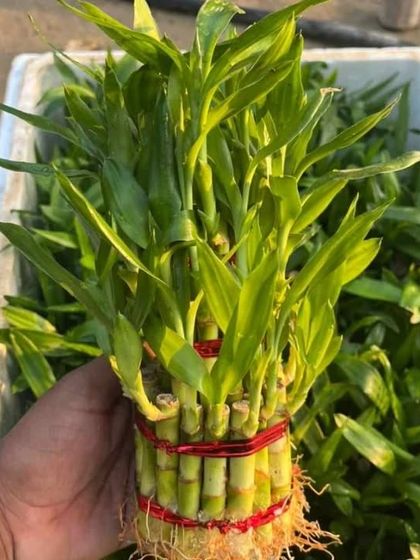 We have fresh Lucky Bamboo stalks ready to be potted. This is a very popular plant for bringing good luck and positive energy, perfect for a desk or as a gift.