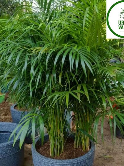 A beautiful Areca Palm in a stylish pot.