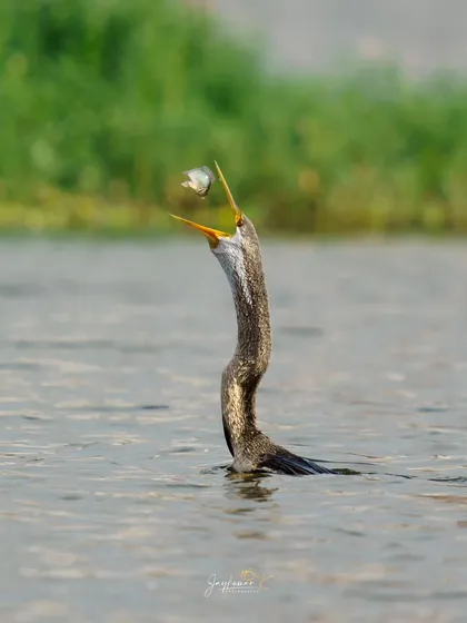 The precise moment an Oriental Darter tosses its fish into the air before swallowing it. Capturing this behavior required perfect timing and showcases the raw, unfiltered drama of the wild.