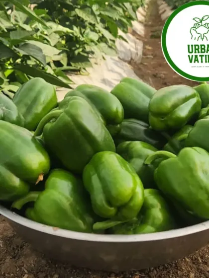 A bowl overflowing with premium bell peppers from a recent harvest.