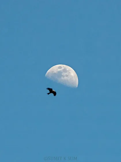 A creative shot of a Black Kite flying past the half-moon on a clear day. It's a moment of aligning celestial and natural worlds, creating a story of soaring beyond limits.