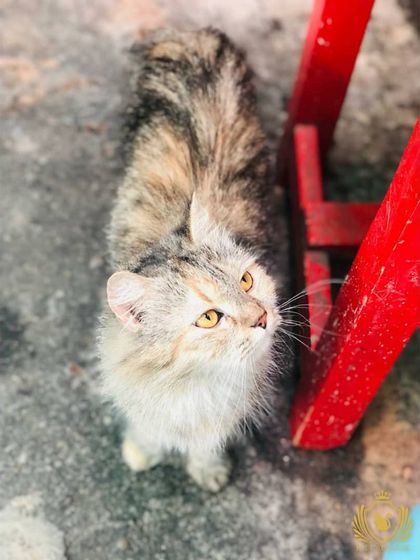 The Cat House - Cat Boarding Our Happy Guests: A Portrait Gallery photo 12