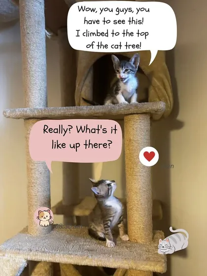 Another shot of our brave kitten explorer on the cat tree. This kind of play is crucial for their physical and mental development.