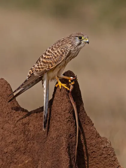 A Common Kestrel with a Striped Keelback snake. This image captures a dramatic moment as the small falcon overcomes its reptilian prey.