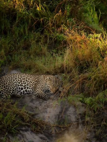 A heavily pregnant leopardess rests on a riverbank in the Masai Mara, a quiet moment before she gave birth to two cubs. Witnessing these intimate chapters is a profound privilege.