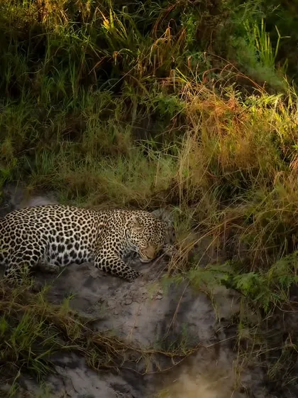 A heavily pregnant leopardess rests on a riverbank in the Masai Mara, a quiet moment before she gave birth to two cubs. Witnessing these intimate chapters is a profound privilege.