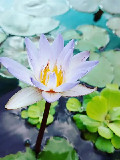 I also work with aquatic plants to create serene water features. This beautiful water lily adds a touch of tranquility and elegance to ponds and container water gardens, showcasing a different dimension of landscape design.