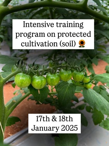 Announcing our intensive training program on protected cultivation in soil. This image shows the healthy green cherry tomatoes you can learn to grow.