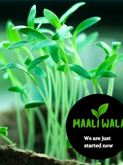 As a new business, I am all about growth, just like these fresh seedlings. My goal is to bring this same energy and dedication to your garden, ensuring it grows into a space you love.