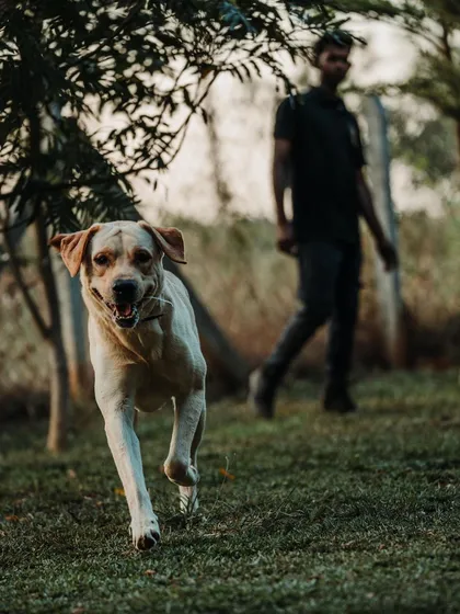 A happy dog is a smiling dog. This Labrador is having the time of his life during a play session, showing off his joyful spirit.