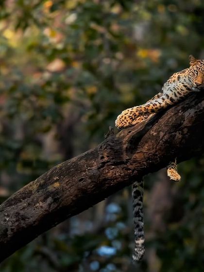 Leopards: The Elusive Ghosts photo 10