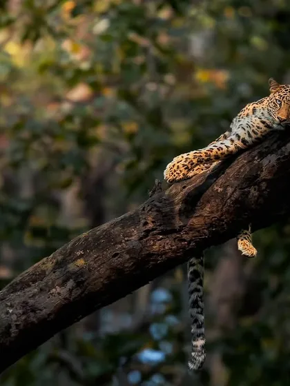 A leopard lounging on a tree branch in Corbett, bathed in the golden light of the evening.