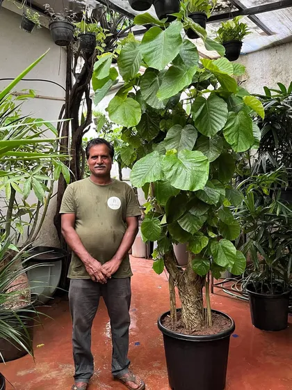 With its broad, lush green leaves and graceful structure, the Ficus Umbellata is one of our top picks for a stunner that can effortlessly elevate any space. This one is over 7 feet tall and absolutely magnificent.