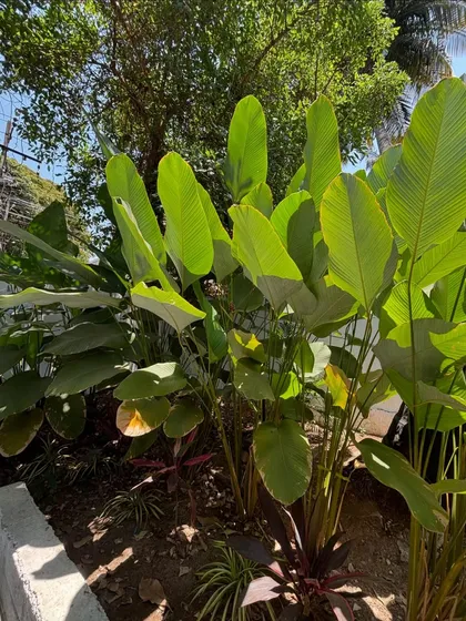 A beautiful cluster of Calathea Lutea plants, their large green leaves catching the sunlight. These plants are excellent for creating a tropical, resort-like feel in any garden.