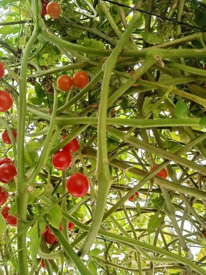 A view looking up into the tomato vines. The vertical space in the pod allows these plants to grow tall and produce abundantly.