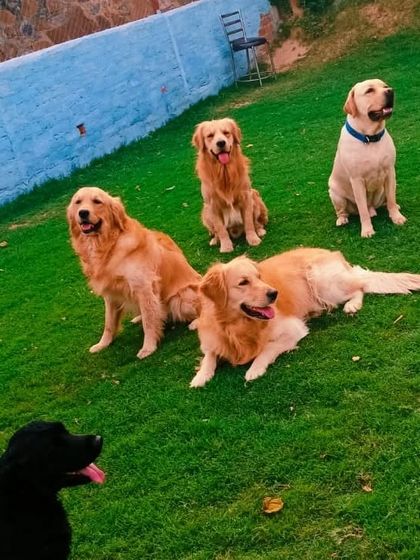 A group of Golden Retrievers and a Labrador enjoying some downtime together. Our large facility allows for multiple groups to play and relax comfortably.