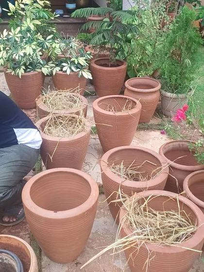 A happy customer is our biggest reward. For this project, we repotted several plants into beautiful new terracotta pots, which gave their garden a fresh, elegant look. The client's wonderful feedback says it all.