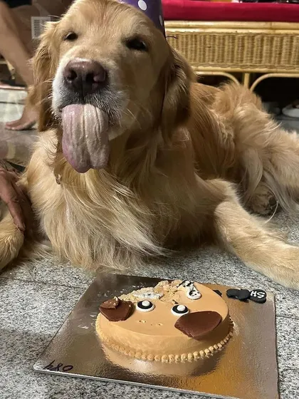 The face of pure satisfaction! After enjoying his Buddy Cake, this Golden Retriever is all smiles and ready for a post-cake nap.
