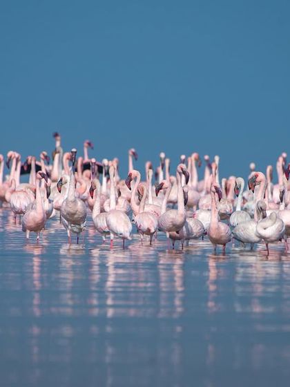 A wall of pink. This image shows the sheer density of the flamingo flock when they gather in the calm waters of the creek.