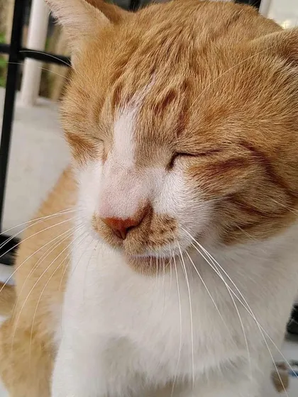 A sleepy close-up of Payasam, looking completely relaxed and content.