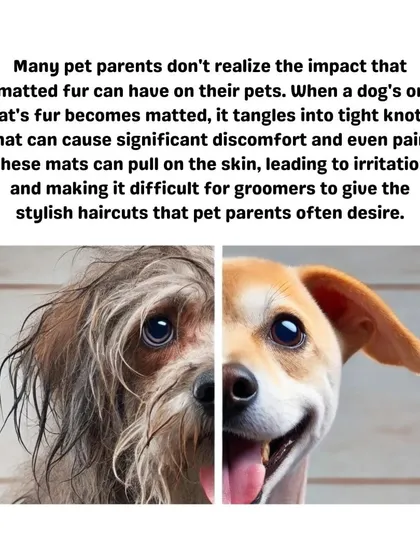 The difference is clear. Matted fur can be painful and unhealthy for your pet, but regular grooming keeps their coat smooth, clean, and comfortable, allowing for a happy and healthy life.