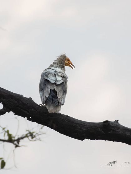 A rear view of an Egyptian Vulture, showing its scruffy neck feathers.