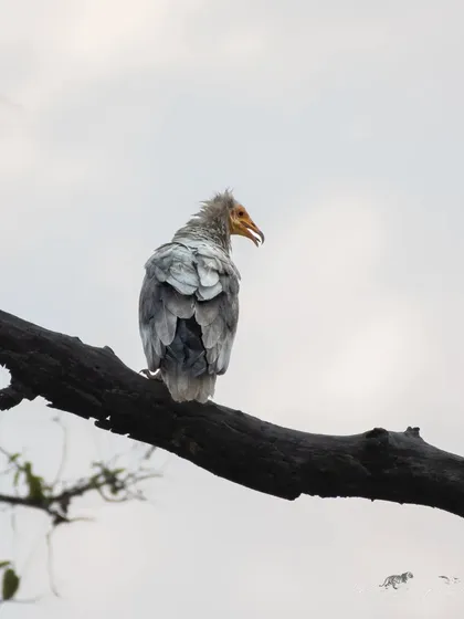 A rear view of an Egyptian Vulture, showing its scruffy neck feathers.