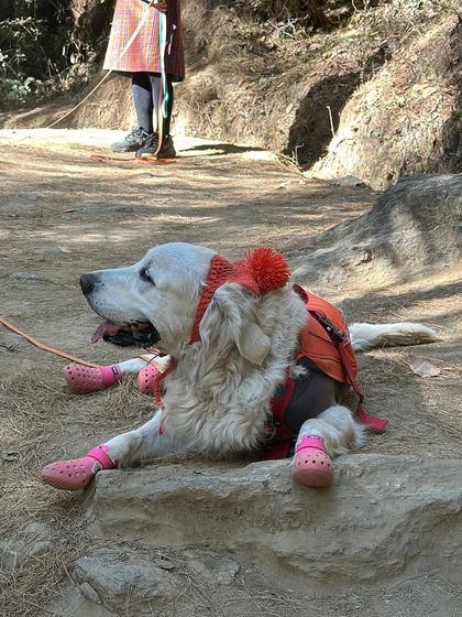 Deepthi - Dog Travel & Adventure Coaching Mountain & Trail Expeditions photo 19