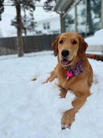 Tulsa Dog Trainer - Immersive Board & Train Programs Board & Train Graduates photo 7