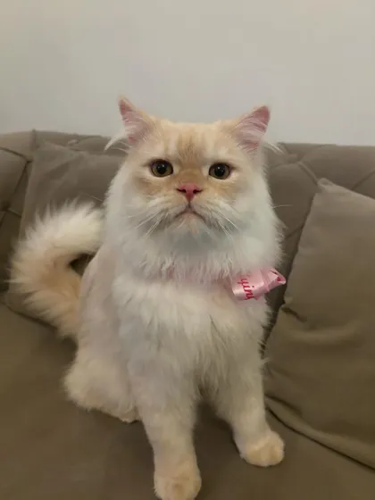 We love our feline clients too! This gorgeous Persian cat is looking absolutely regal after a gentle grooming session. We understand the specific needs of cats and provide a calm, quiet environment to make their experience a positive one.