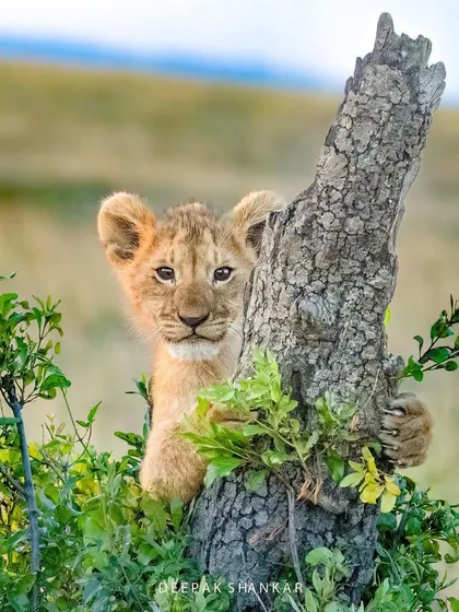A young lion cub peeks out from behind a tree stump, full of curiosity and playful energy. Capturing the innocence and vulnerability of the next generation is just as important as documenting the power of the adults.