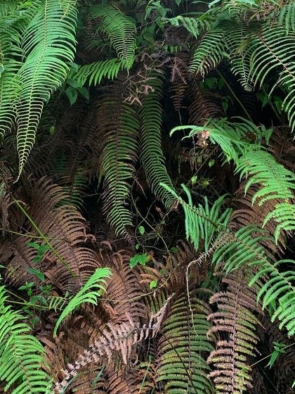 The intricate patterns of ferns in the forest. Nature's art is a constant source of inspiration for the organic, flowing quality I seek in my practice.