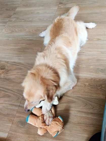 We Care Pet Creche - Home Dog Boarding Playtime & Fun photo 16