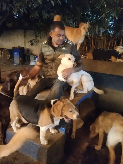 Wagg City - Cage-Free Dog Boarding & Daycare Hands-On Care & Cuddles photo 20