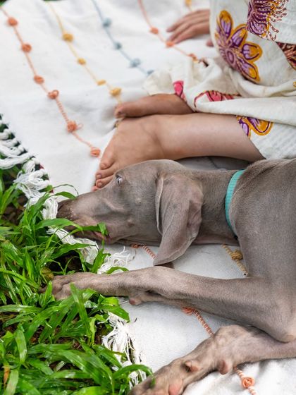 Draco taking a quick break from his zoomies to investigate the grass. Even the quiet moments during an outdoor shoot are full of character.