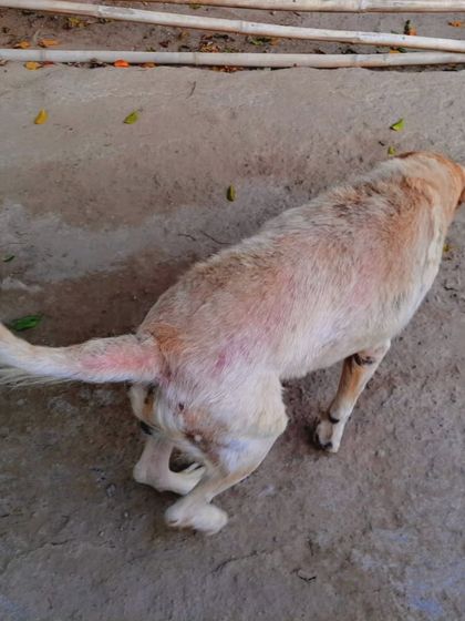 This image shows some of the skin issues Casper has dealt with. Senior dogs often require ongoing medical attention, which sponsorship helps to fund.
