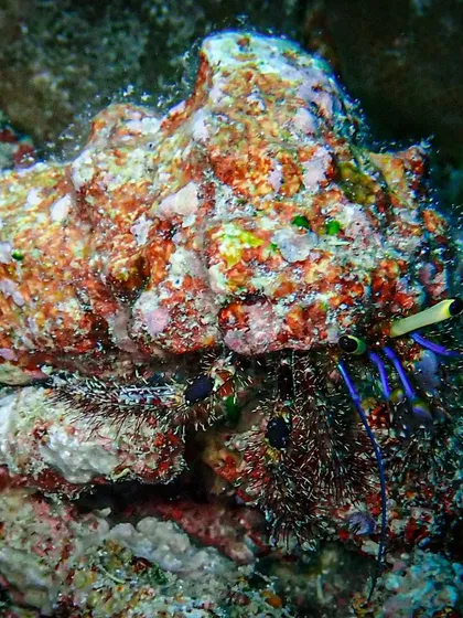 Camouflage is a key survival skill on the reef. We spotted this tiny crab perfectly blending in with the colorful corals, a testament to the incredible adaptations of marine creatures.