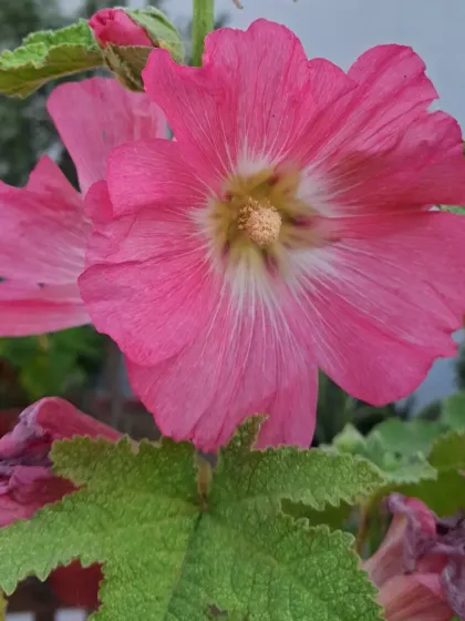 Bhardwaj - Urban Gardening Consultation A Riot of Colorful Flowers photo 94