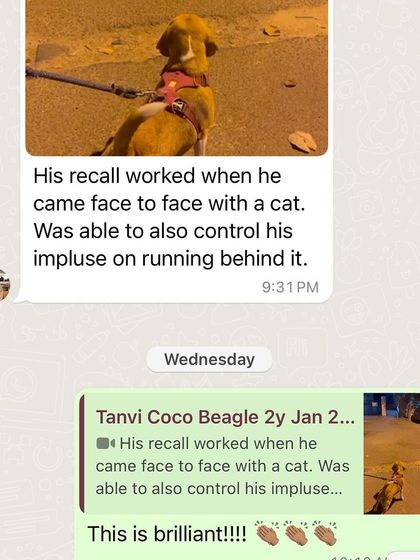 Confident Dogs - Canine Behavior Modification Real Dogs, Real Transformations photo 36