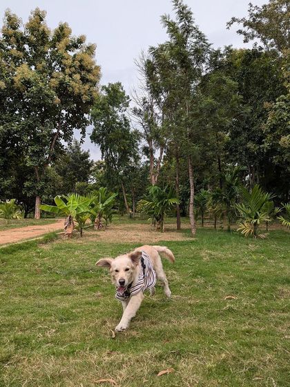 PL Paws - Animal Rescue & Rehabilitation Ready for a Home: Meet Our Adoptable Dogs photo 10