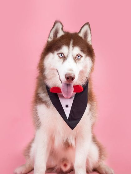 WoofWoof Stories - Commercial Pet Photography Pet Apparel & Accessories photo 24