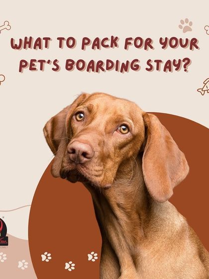 Anvis - Dog Boarding Helpful Tips for Pet Parents photo 9