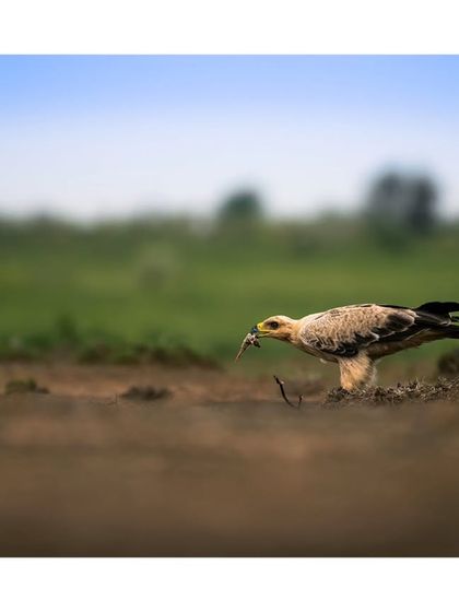 An eagle on the ground with a small kill, a raw moment of survival in the wild.