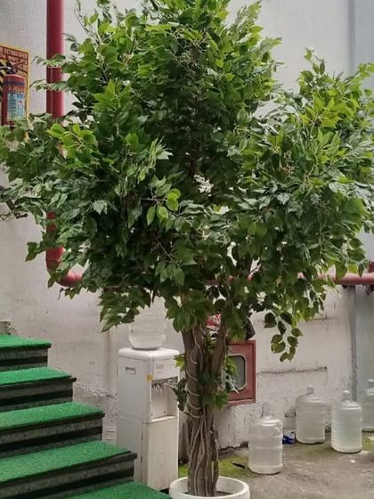 Large Artificial Trees & Statement Pieces photo 7