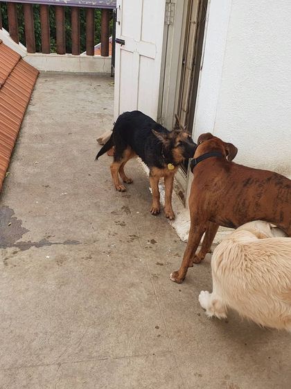 The Urban Dawg - In-Home Dog Boarding Pack Life: Play & Socialization photo 12