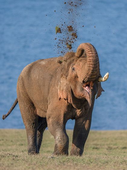 Another powerful dust bath shot, this time against the blue water. The contrast between the earthy dust and the cool background makes the action even more dramatic.